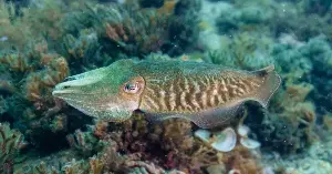 Cuttlefish passed a version of the marshmallow test, waiting up to two minutes for a better meal, and the ones that held out longest also learned fastest
