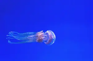 Octopuses have three hearts, blue blood, and nine brains — and the central brain has so little control over the arms that each one essentially decides what to do on its own