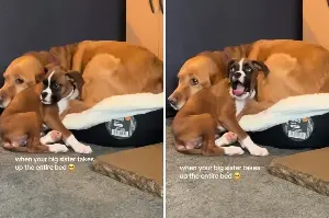 Boxer Puppy Notices Retriever Has Taken ‘Entire Bed’—Reaction Is Pure