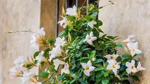 5 Low-Maintenance Potted Plants That Thrive on Neglect – Perfect for Busy Gardeners