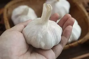 What are the benefits of eating garlic every day for cardiovascular health?