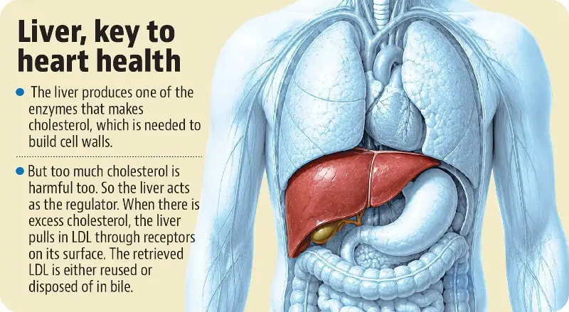 HT graphic