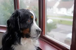 Bernese Mountain Dog Scares Off Thieves, Hysterics Over Home Camera Footage