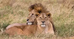 Cattle with painted eyes deter lions.