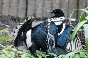 Magpies demonstrate unexpected cooperation