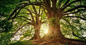 There are more trees on Earth than stars in the Milky Way. A major global estimate put the planet’s tree count at about three trillion, while NASA gives the Milky Way’s star count as roughly 100 to 400 billion.