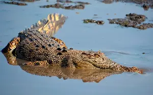 Crocodiles ‘everywhere’ in Australia’s flooded Northern Territory