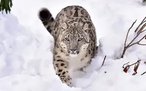 Snow leopards are the world’s most mysterious animal – this man lived among them