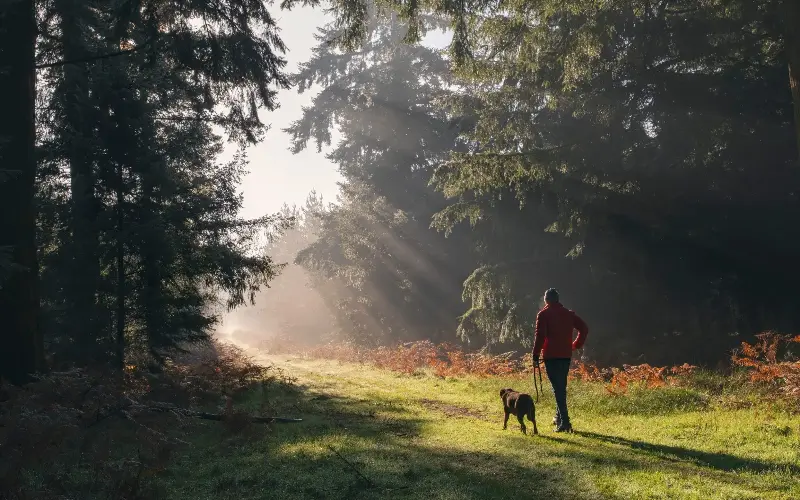 Thetford Forest covers more than 18,000 acres, made up of pines, heathland and broadleaves - Getty/Justin Paget