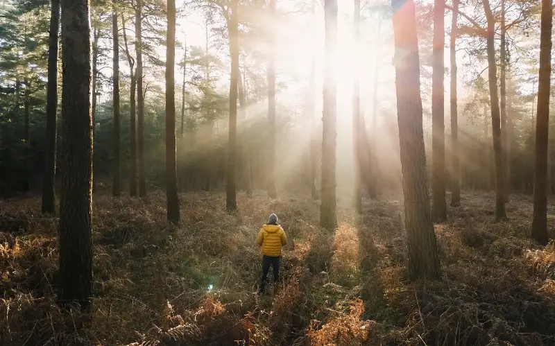 Thetford Forest is the largest man-made lowland pine forest in the UK - Digital Vision/Justin Paget