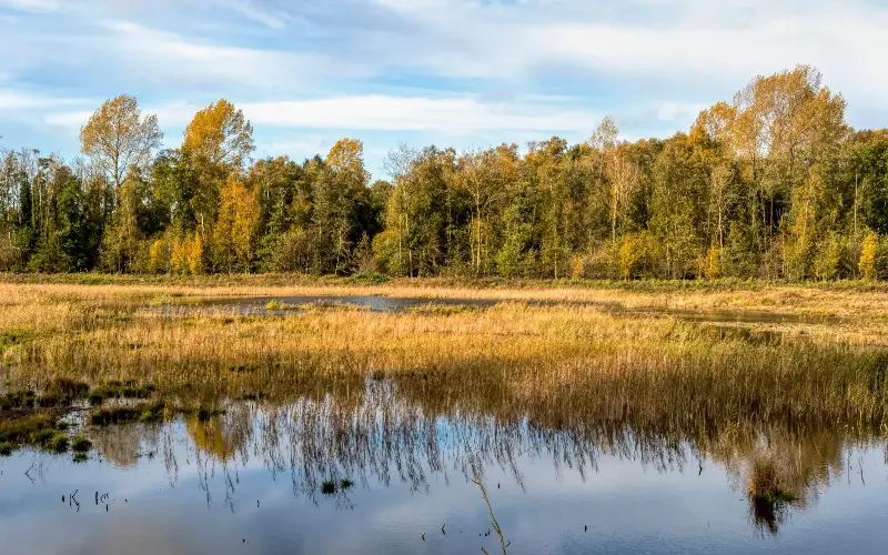 There are 200 acres of woodland, meadow, fen and wetland to enjoy at Sculthorpe Moor Nature Reserve - Alamy/SJ Image