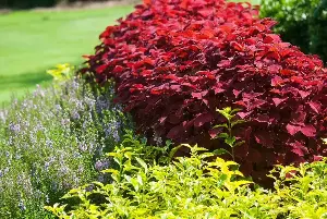 On Gardening: ColorBlaze Sunset coleus creates dream gardens