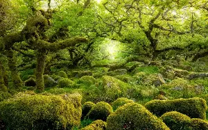 The 10 best places to see ancient rainforests in the UK