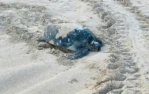 Sea turtles have returned to lay eggs in Hon Cau Marine Reserve.