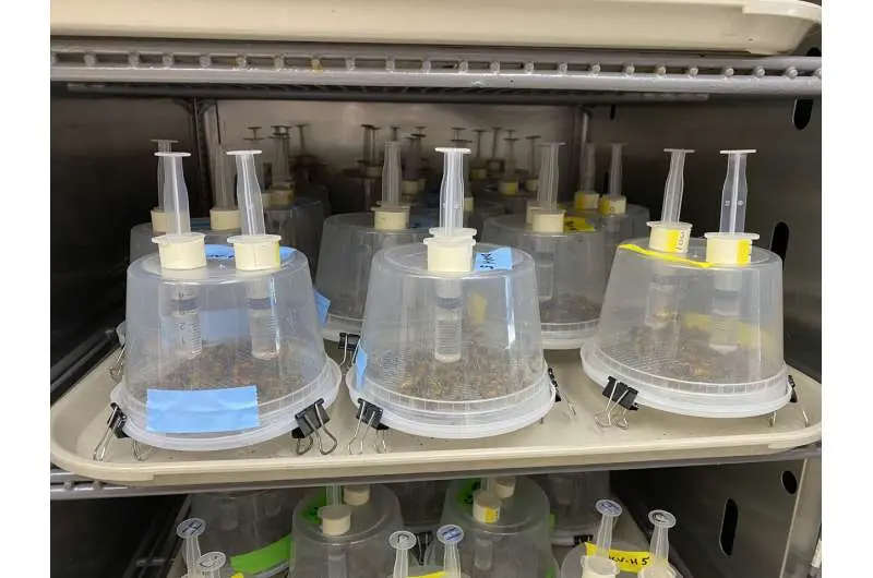 Bees can detect viruses in food sources, but don't necessarily avoid them