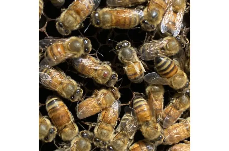 Bees can detect viruses in food sources