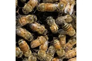 Bees can detect viruses in food sources, but don't necessarily avoid them