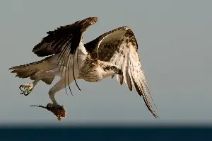 Formerly endangered ospreys bounce back in record numbers in Pennsylvania