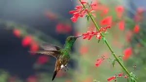 5 Shade-Loving Plants That Hummingbirds Can’t Resist – To Fill Your Yard With Wildlife and Color