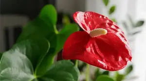 Forget Fussy Orchids – This Bold Flowering Houseplant Blooms for Months and Is Much Easier to Grow
