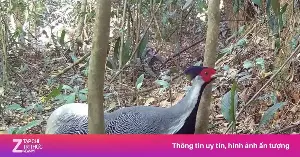 Many rare chicken species discovered in Chu Mom Ray National Park