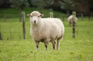Jack Russell’s Unexpected Bond With Farm Animal Melts Hearts: ‘So Sweet’