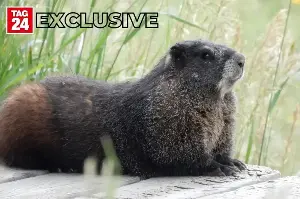 Exclusive: Marmot researchers spill the tea on the first-ever Fat Marmot Week!