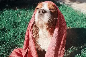 Vet reveals which dogs are most vulnerable to sunburn—And what to look out for