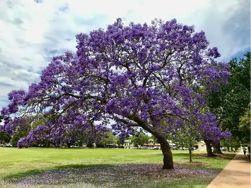 ¿Cómo hacer florecer un árbol de jacarandas?