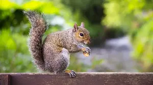 If Squirrels Keep Digging Up Your Yard, You're Probably Making One of These Mistakes – Act Fast Before You Lose Your Plants