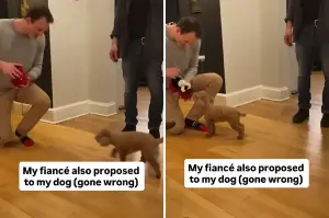 Man’s Sweet Gesture Proposing to Fiancé’s Dog Too Backfires Hilariously