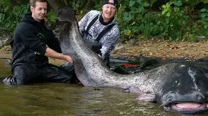 A German angler caught a giant catfish nearly 3 meters long.