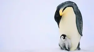 Emperor penguins listed as endangered species - IUCN