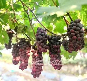 Enhancing the value of agricultural products through experiential tourism.