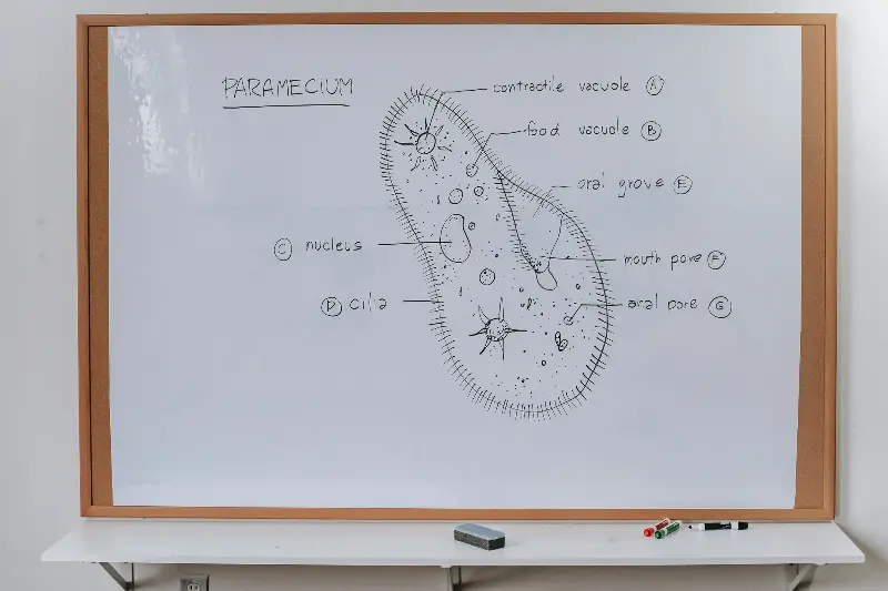 Structure of Infusoria organism drawn on whiteboard with markers in classroom of school