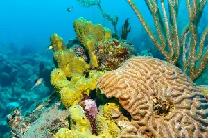 Scientists say the oxygen you just breathed in was once the deadliest poison on the planet, released by tiny microbes that accidentally wiped out most of the life around them in what geologists call the Great Oxidation Event