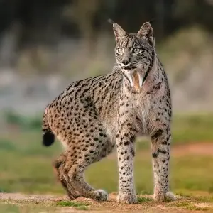 The Iberian lynx population is recovering.