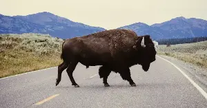 Bison can outrun humans easily