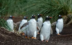 Walk like a penguin to spruce up your lawn, says RHS