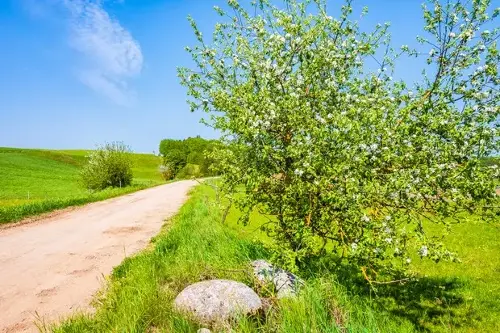 Rural road and tree blooming in spring season on green meadow, Suwalski Landscape Park, Podlasie, Poland Rural road and tree blooming in spring season on green meadow, Suwalski Landscape Park, Podlasie, Poland