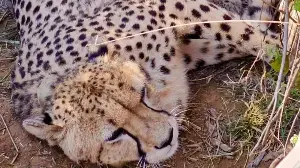 Five cubs born to Namibian Cheetah Jwala at Kuno, India’s total crosses half century