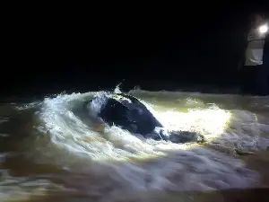 Three leatherback turtles lay 195 eggs along Terengganu coast