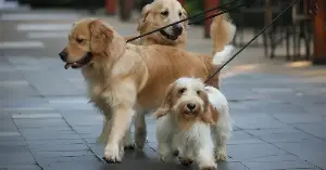 In 2014, a neuroscientist named Gregory Berns trained a group of dogs to lie completely still inside a functional MRI scanner and measured what happened in their brains when they smelled their owners — and the reward centers of the dogs’ brains lit up more brightly for their owners than for any other scent, including the scent of other dogs in their own households