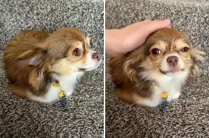 Woman Adopts Chihuahua After Old Owner Passes Away, Then Realizes Something