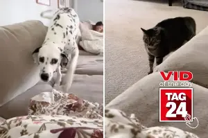 Viral Video of the Day for September 7, 2026: Guilty-looking Dalmatian gets busted when furious cat enters the chat