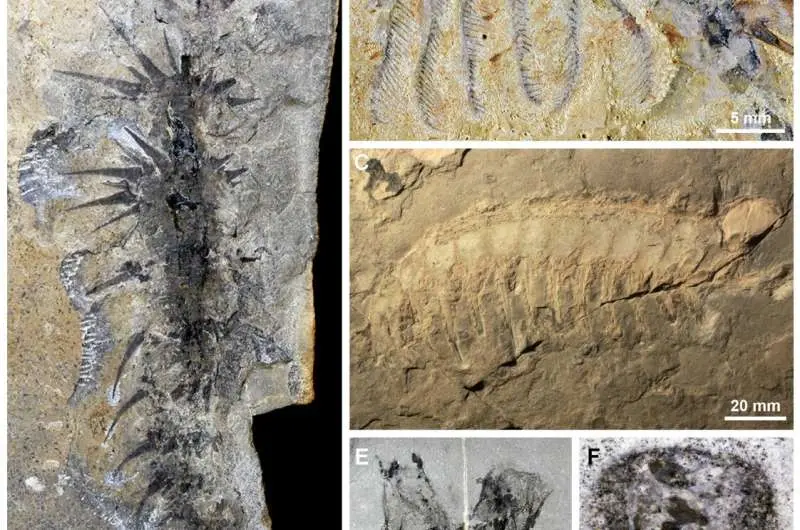 New insight into the feeding strategies of extinct, soft-bodied marine creatures
