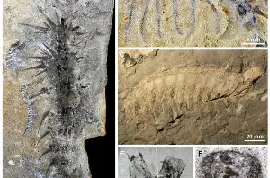 Strange 500-million-year-old marine fossils reveal a feeding strategy that still shapes oceans today