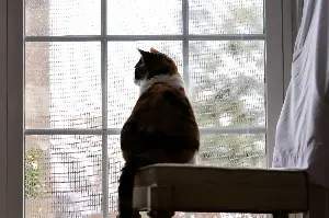 What Really Happens to a Cat’s Brain When They Never Go Outside