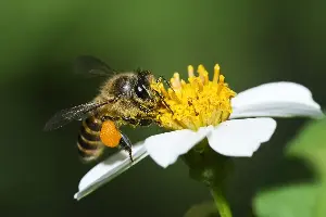 Commentary: My homework assignment was to move millions of bees