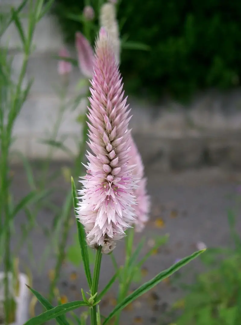 Celosia_argentea4